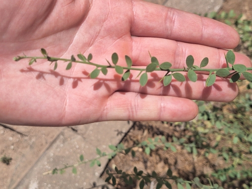 simple-thorned greenthorn