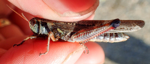 Northern Spur-throat Grasshopper photo 4