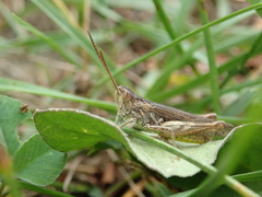 Chorthippus mollis