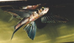 Mediterranean Flyingfish photo 2