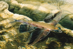 Mediterranean Flyingfish photo 3