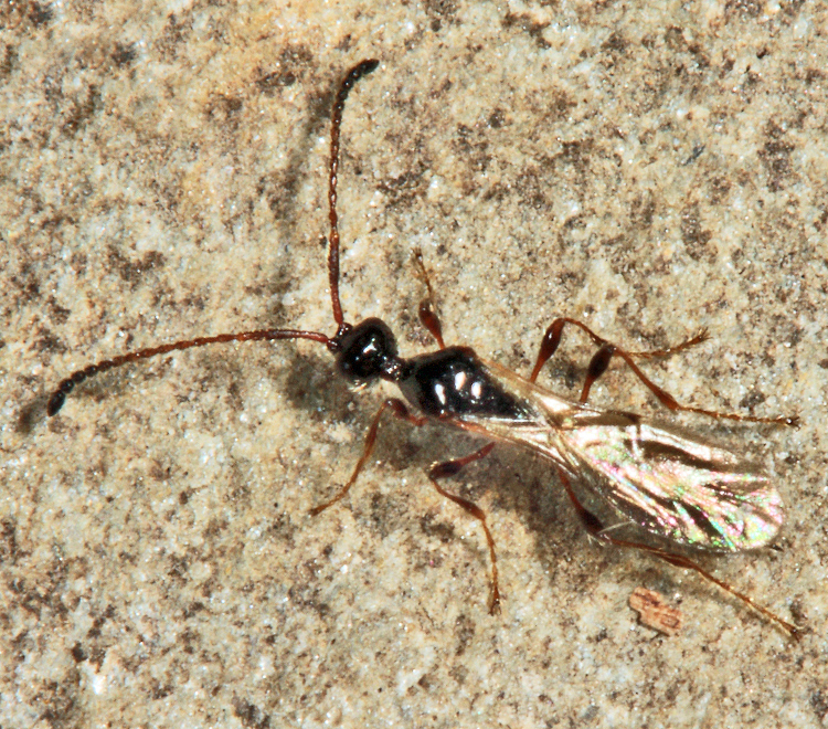Paramesius