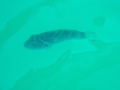 Sphoeroides annulatus