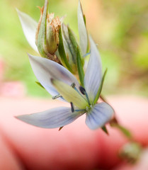 Lomatogonium rotatum
