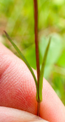 Lomatogonium rotatum