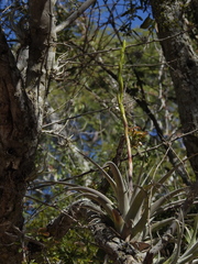 Tillandsia makoyana, photograph author not stated, no rights reserved