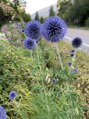Echinops sphaerocephalus