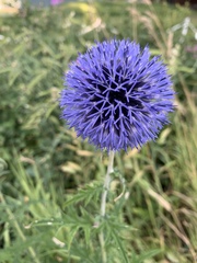 Echinops sphaerocephalus