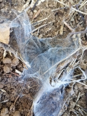 Coremiocnemis tropix