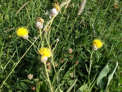 Centaurea glastifolia