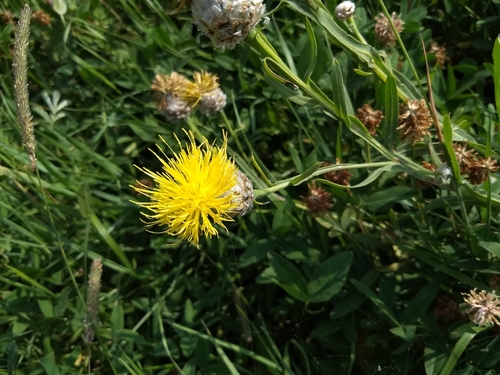 Centaurea glastifolia, photograph 1