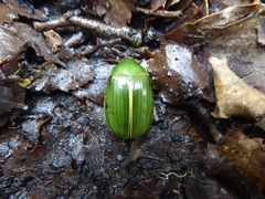 Stethaspis suturalis