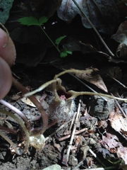 Asarum marmoratum