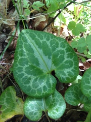 Asarum marmoratum