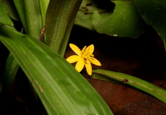 Curculigo orchioides