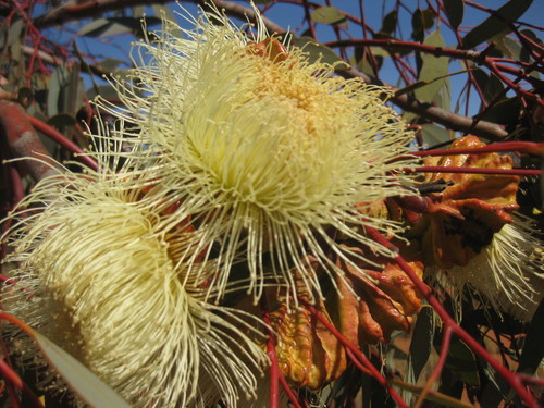 Image of Eucalyptus youngiana by (c) Andrew Thornhill, some rights reserved (CC BY)