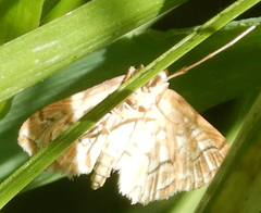 Elophila icciusalis