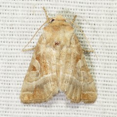 Hexorthodes accurata