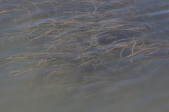 Zostera capensis