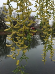 Salix × fragilis vitellina