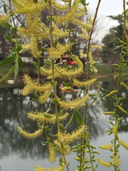 Salix × fragilis vitellina