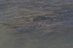 Zostera capensis