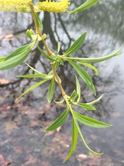 Salix × fragilis vitellina