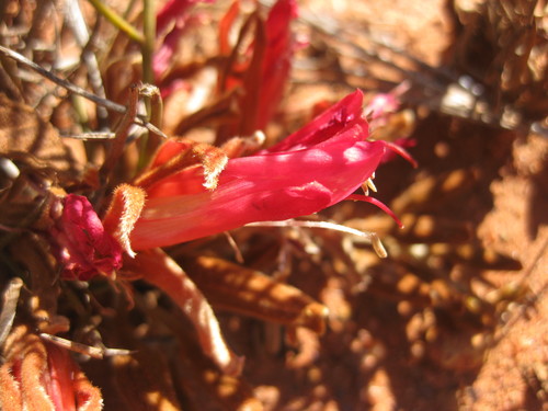 Image of Leptosema chambersii by (c) Andrew Thornhill, some rights reserved (CC BY)
