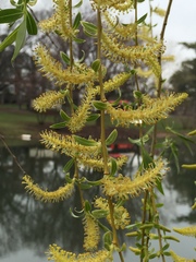 Salix × fragilis vitellina