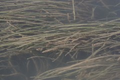 Zostera capensis