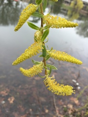 Salix × fragilis vitellina