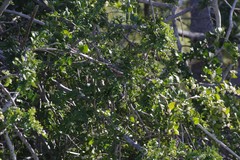 Azima tetracantha