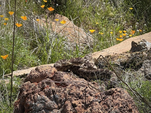 iNaturalist observation photo of Northern Pacific Rattlesnake