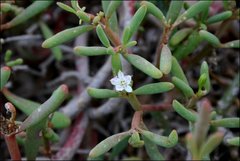 Sesuvium edmonstonei