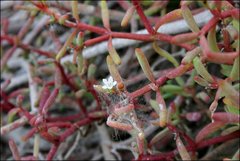 Sesuvium edmonstonei