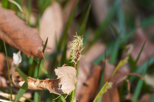 Image of Carex conica by (c) WATANABE Hitoshi 渡辺仁, some rights reserved (CC BY)
