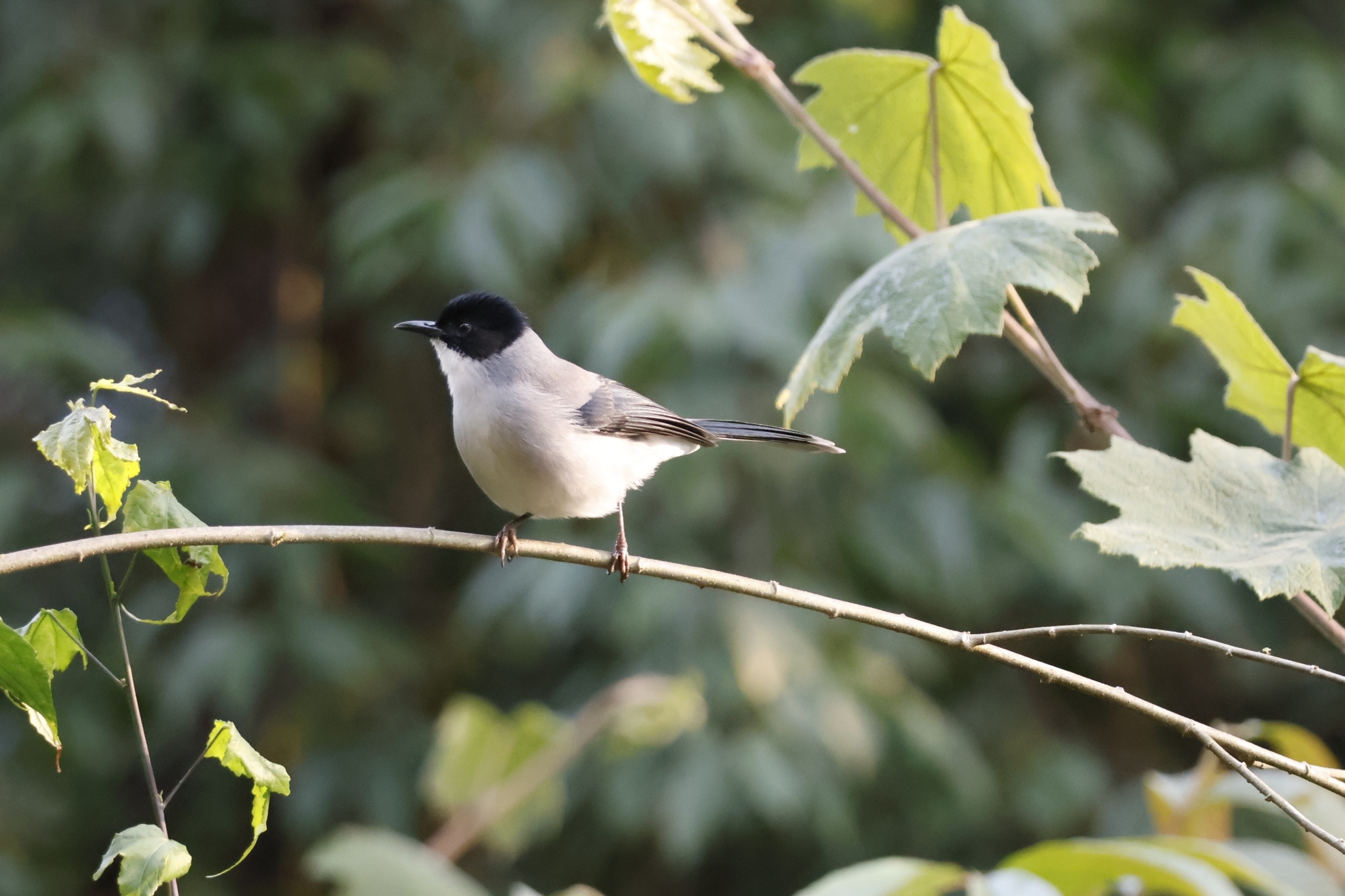 Black-headed Sibia (Heterophasia desgodinsi), photo 3