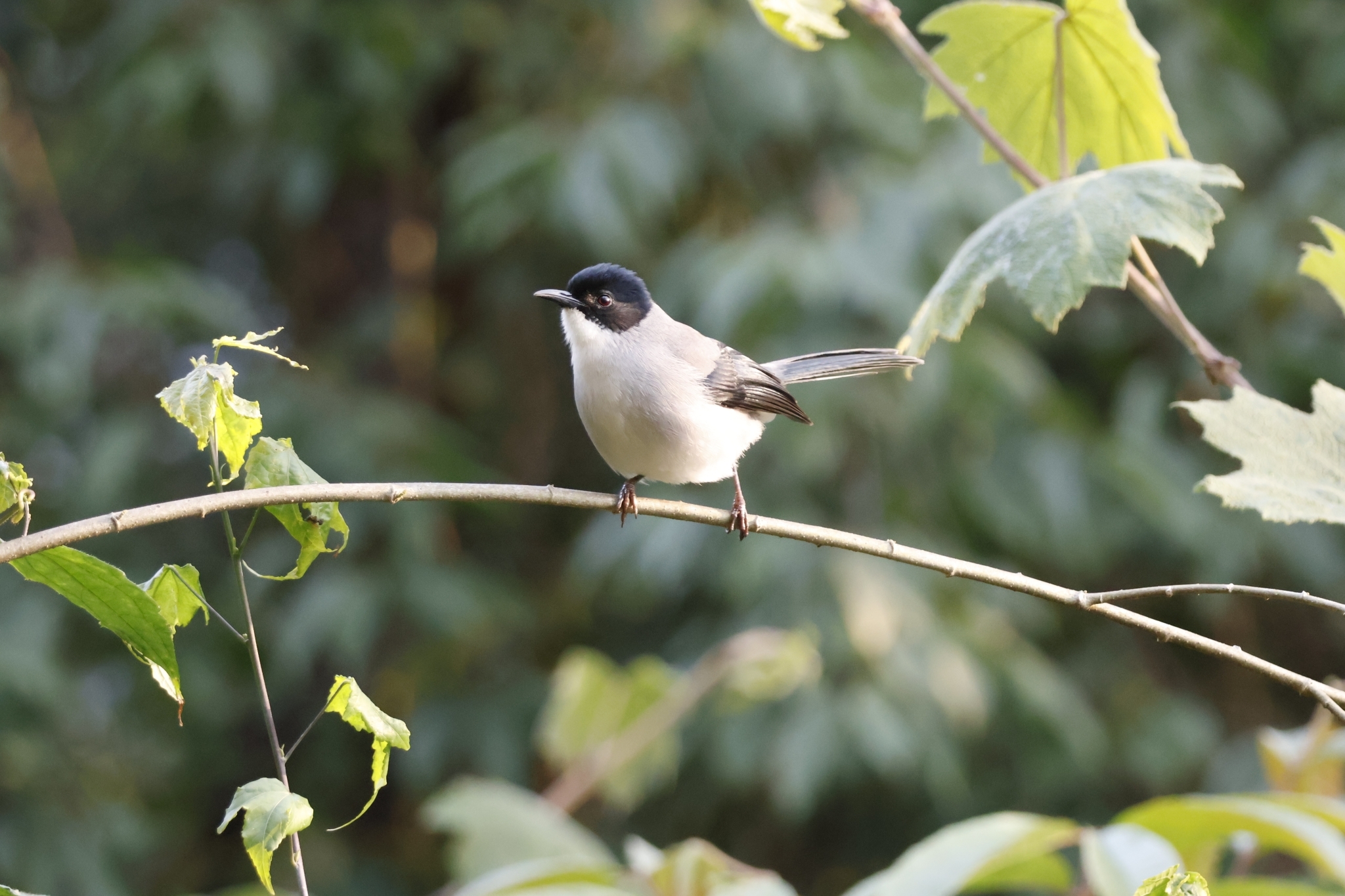 Black-headed Sibia