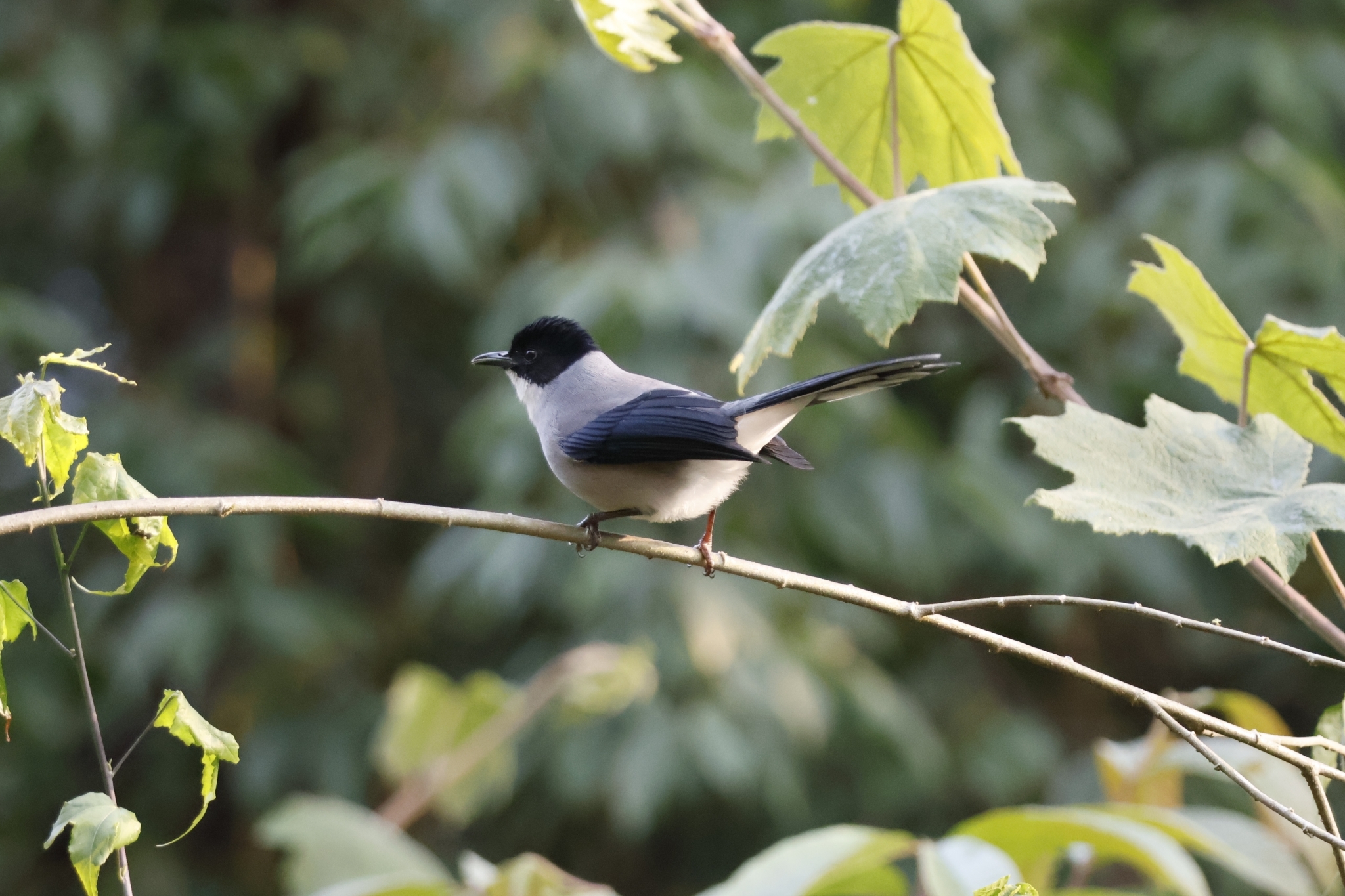 Black-headed Sibia