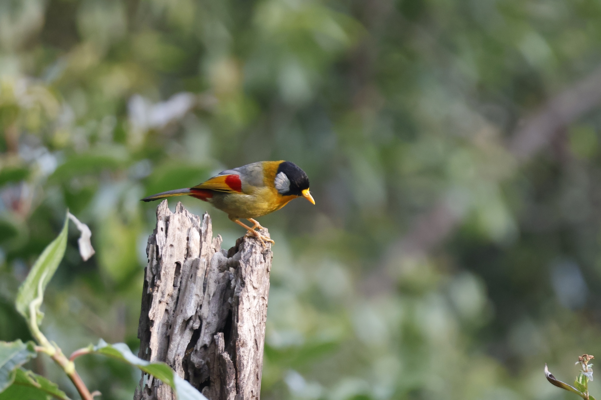 Silver-eared Mesia