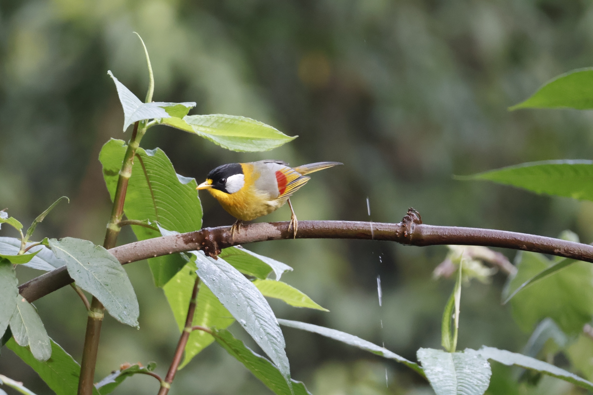 Silver-eared Mesia