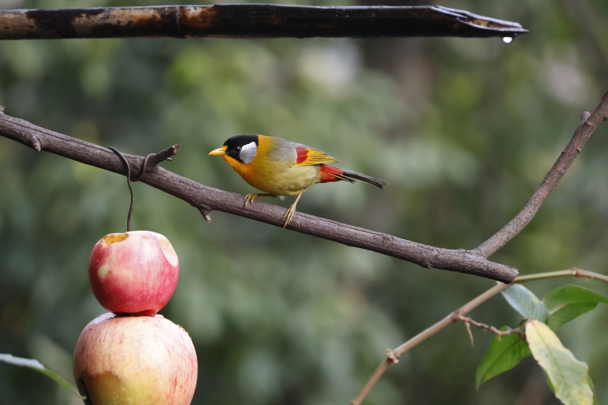 Silver-eared Mesia