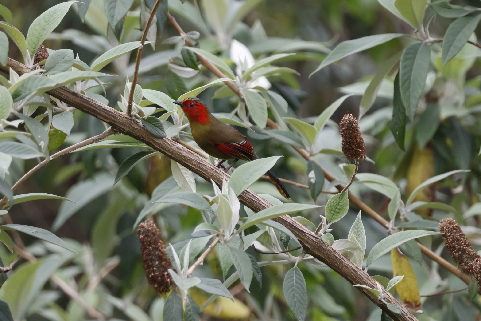 Scarlet-faced Liocichla