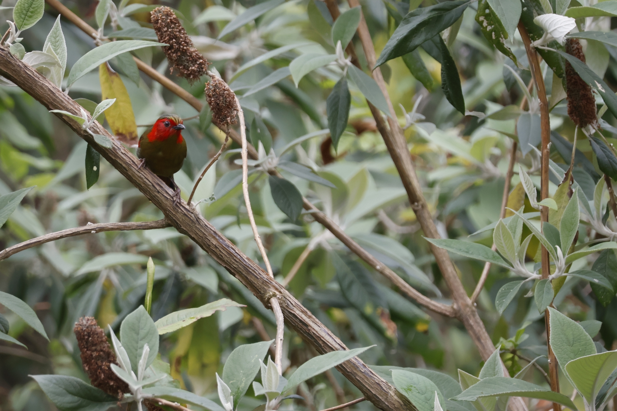 Scarlet-faced Liocichla