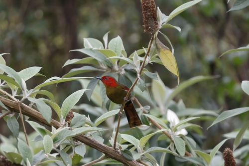 Scarlet-faced Liocichla (Liocichla ripponi), photo 10