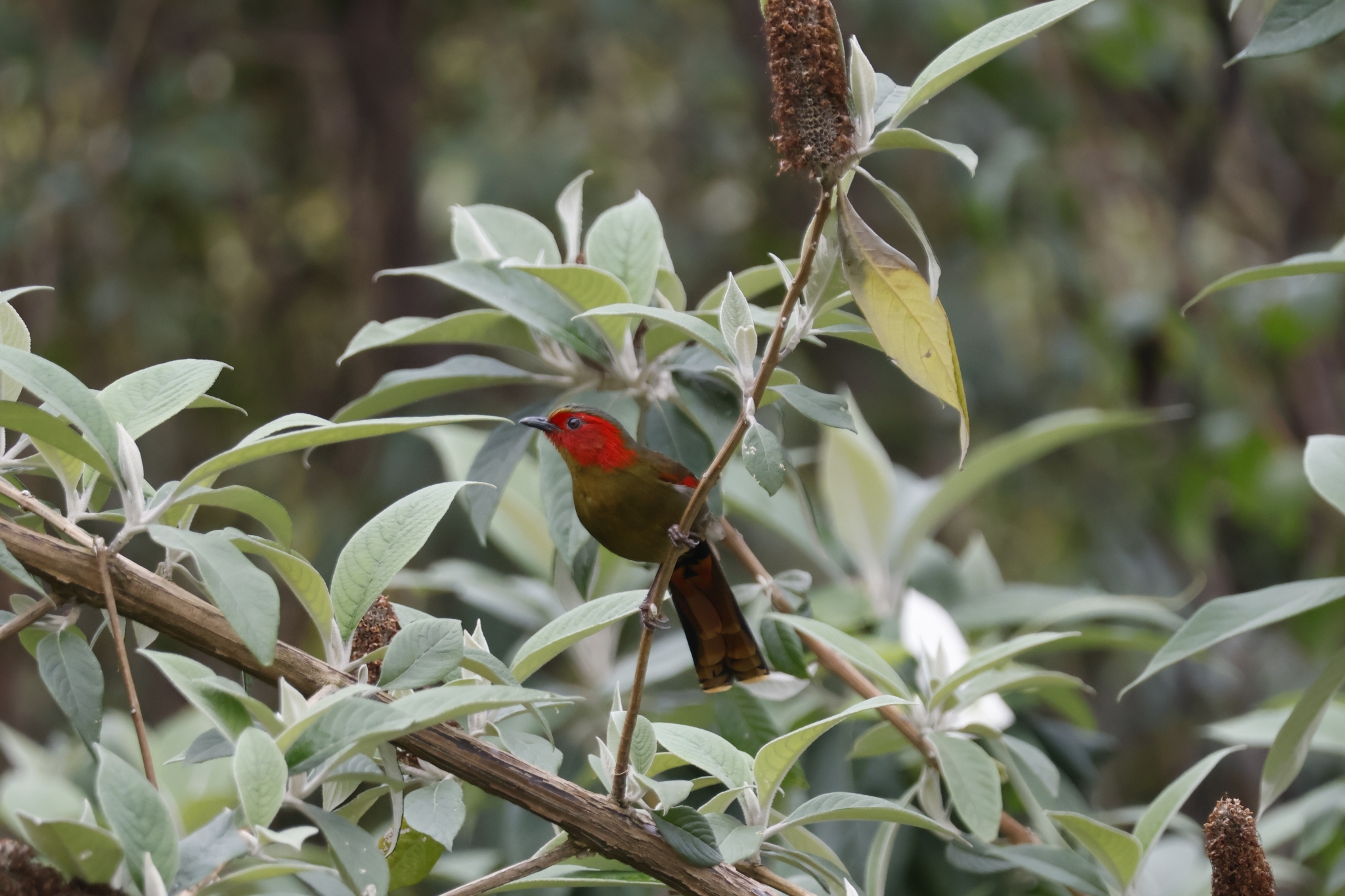 Scarlet-faced Liocichla