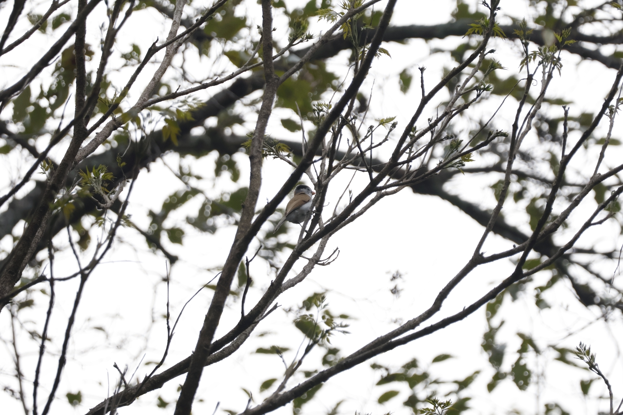 Grey-headed Parrotbill