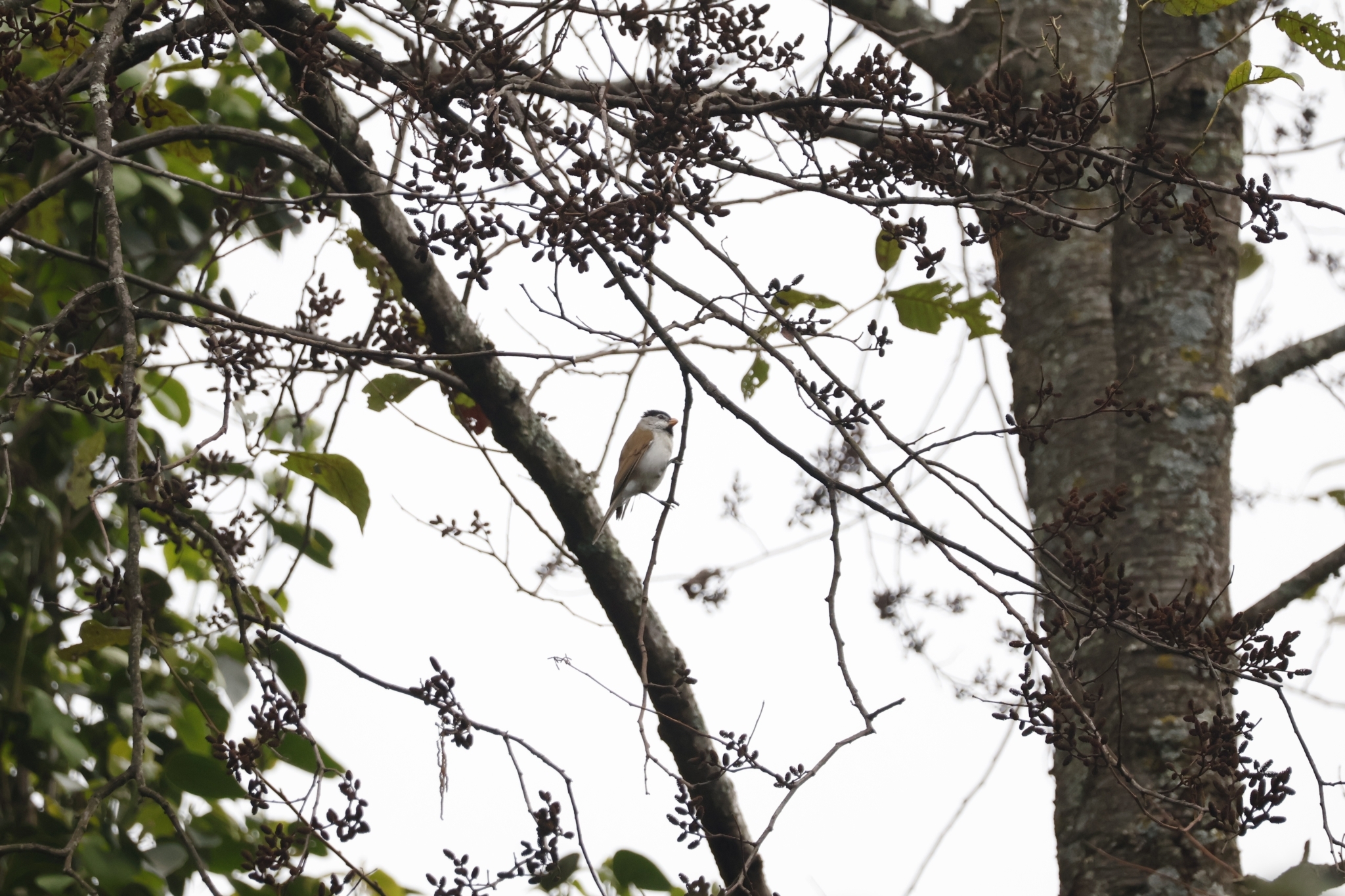 Grey-headed Parrotbill