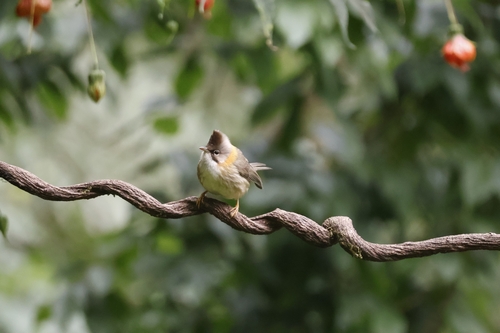 Whiskered Yuhina (Yuhina flavicollis), photo 10