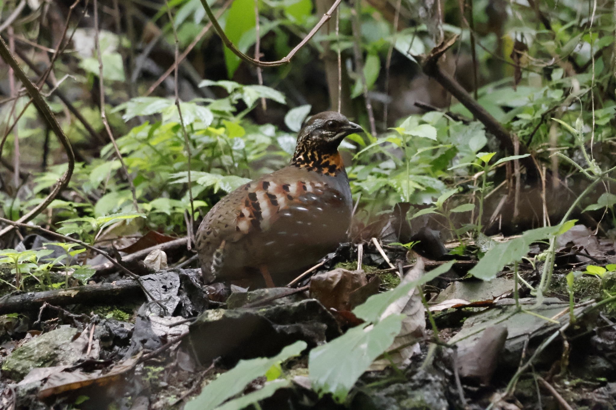 Rufous-throated Partridge